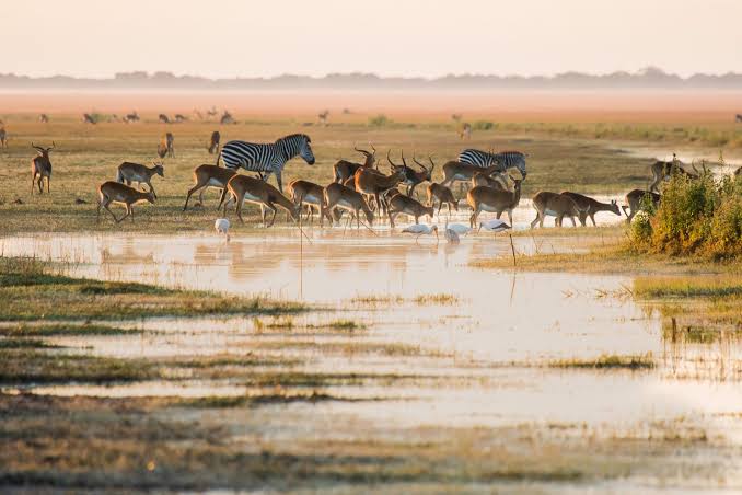 Bangweulu Wetlands