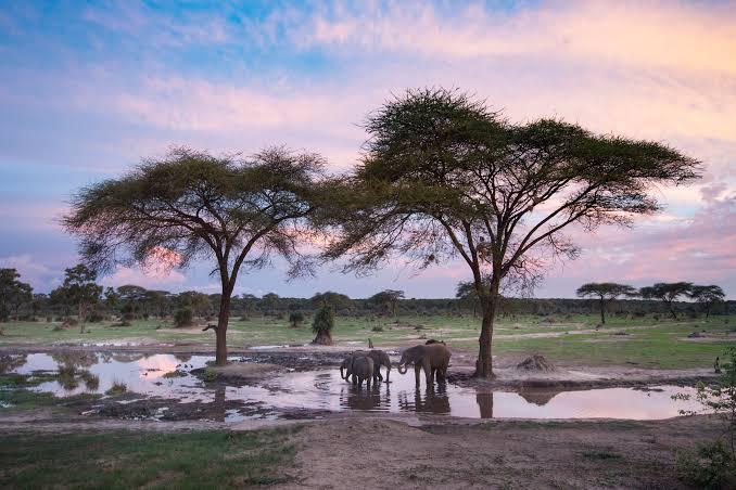 Hwange National Park