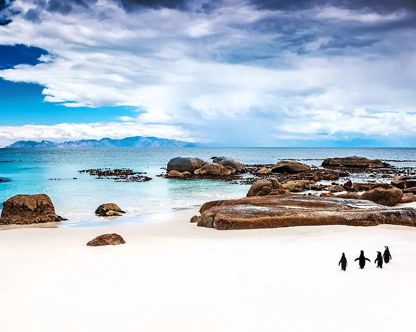 Cape Town Highlights & Peninsula