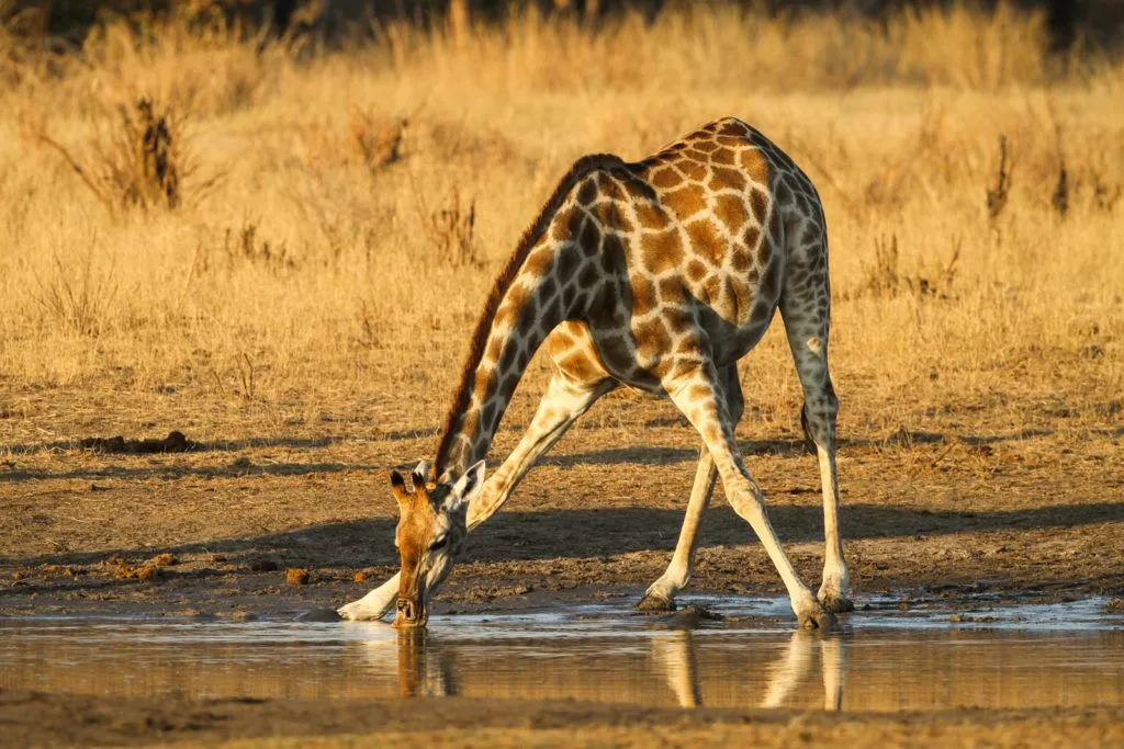 Hwange Wildlife Safari