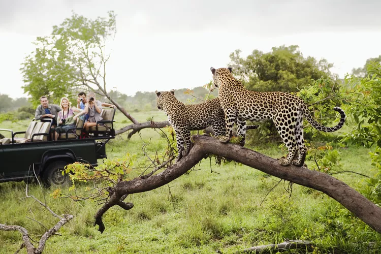 Kruger Big Five Safari