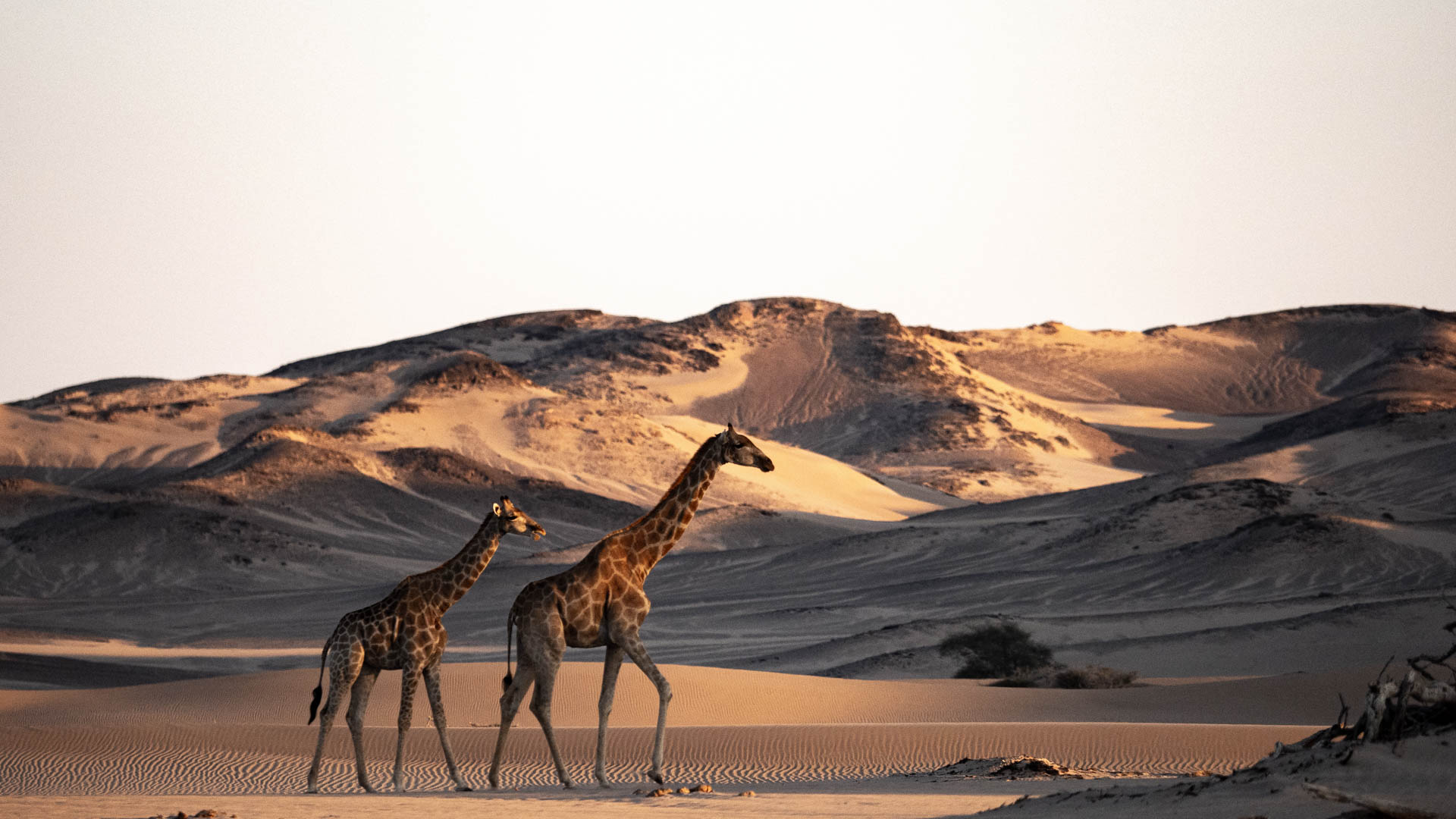 Namibia Desert Discovery