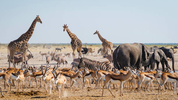 Namibia Wildlife & Etosha