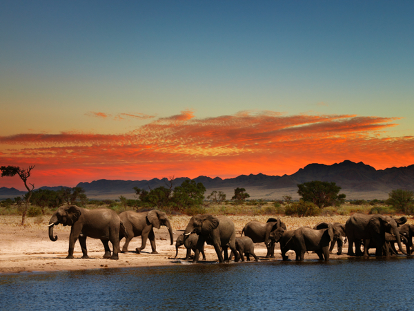 Zimbabwe Wildlife Explorer